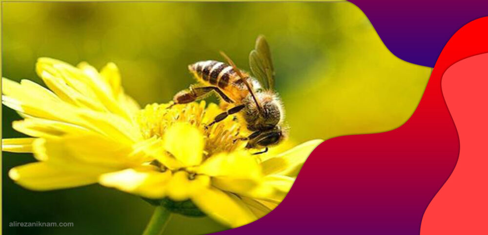 ترس از زنبور یا ملیسوفوبیا چیست؟