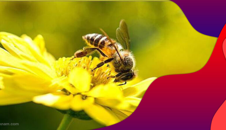 ترس از زنبور یا ملیسوفوبیا چیست؟