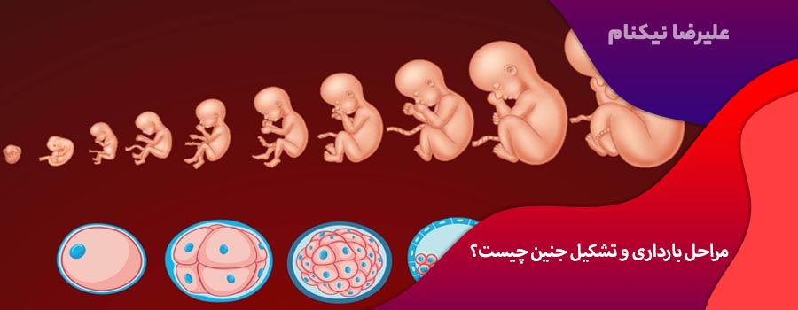 مراحل بارداری و تشکیل جنین چیست؟